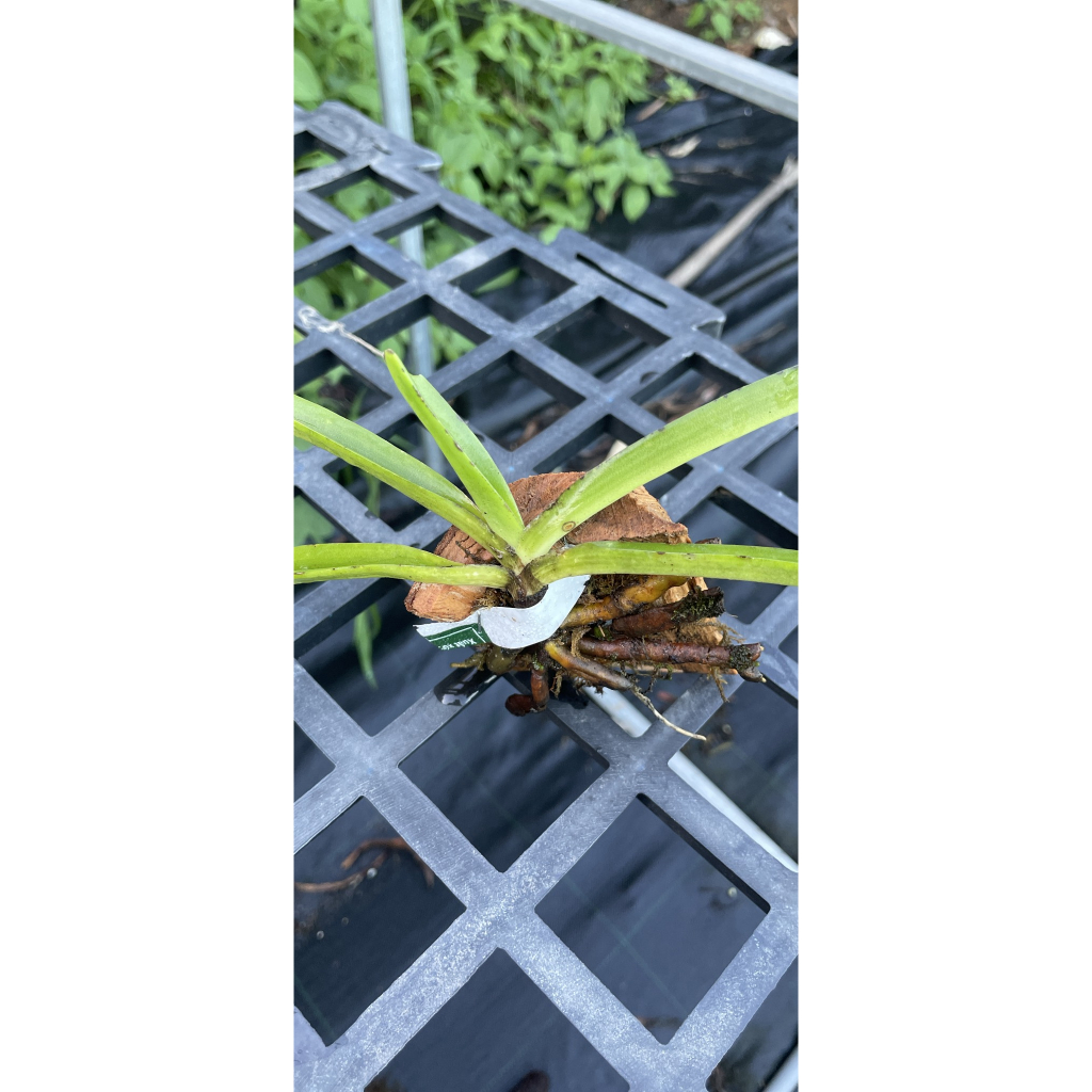 Hoa Lan Cáo 01 cây đã ghép gỗ