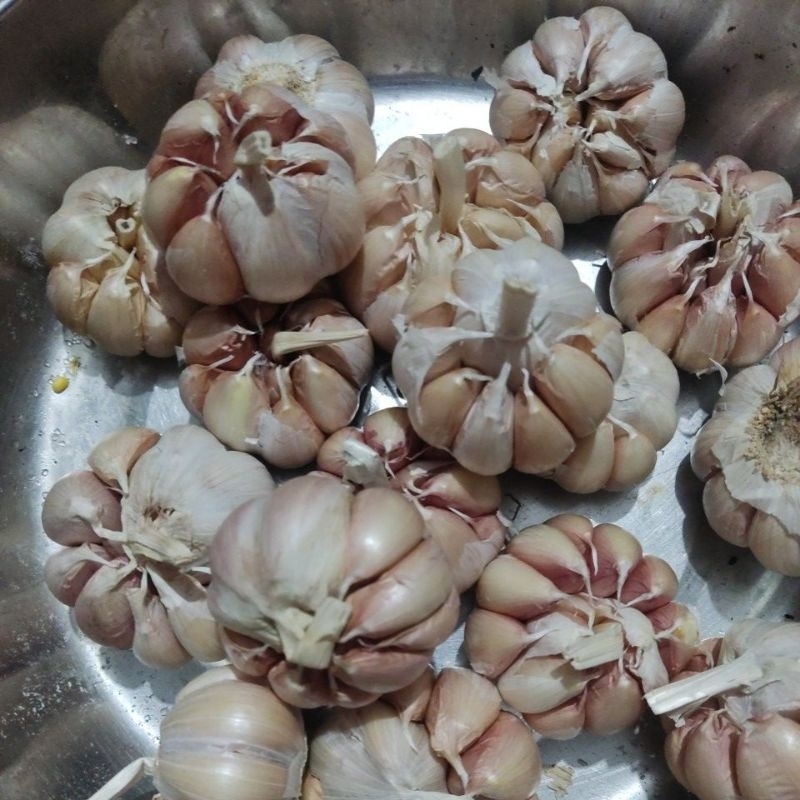 Tỏi củ to túi 500g