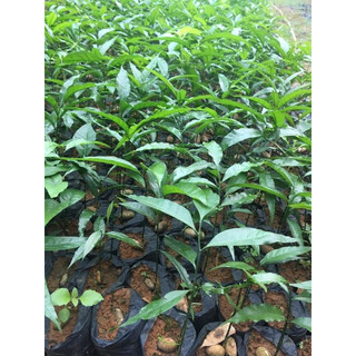 CÂY RAU NGÓT RỪNG( RAU SẮNG)