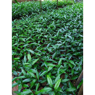 CÂY RAU NGÓT RỪNG( RAU SẮNG)