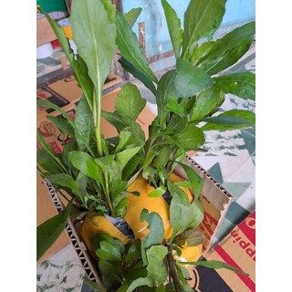 6 bầu Cây giống cải trời..
