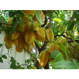 Cây giống khế ngọt b10 malaysia trồng chậu