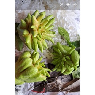 Quả phật thủ tươi