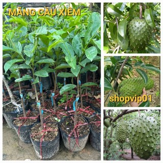 Cây mãng cầu xiêm thái quả khổng lồ cao 40-50 cm