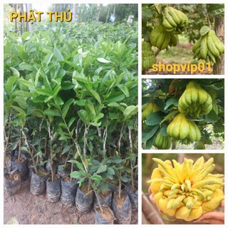 Cây phật thủ . cây ghép