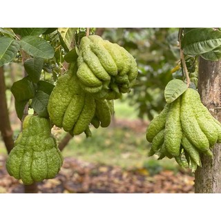 CÂY PHẬT THỦ (bàn tay phật). CÂY GHÉP