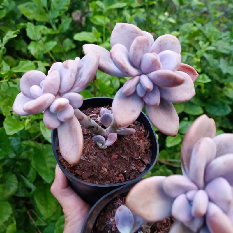 New Sale -  Sen Đá Sỏi Phấn Mập rất đẹp 😍