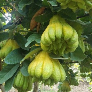 CÂY PHẬT THỦ (bàn tay phật). CÂY GHÉP