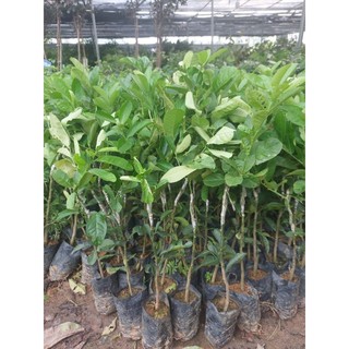 CÂY PHẬT THỦ (bàn tay phật). CÂY GHÉP