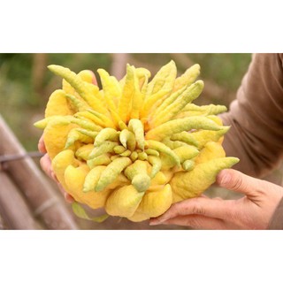CÂY PHẬT THỦ (bàn tay phật). CÂY GHÉP