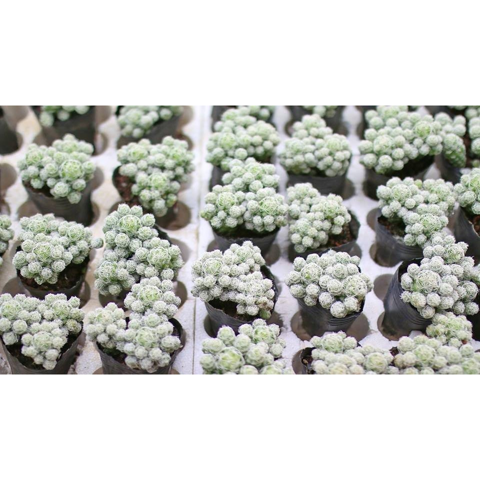 Xương rồng Trứng Chim  - Size Bầu_GreenLife