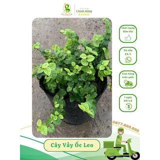 Cây vảy ốc leo, cây thằn lằn thân leo, tạo không gian xanh - làm mát tường