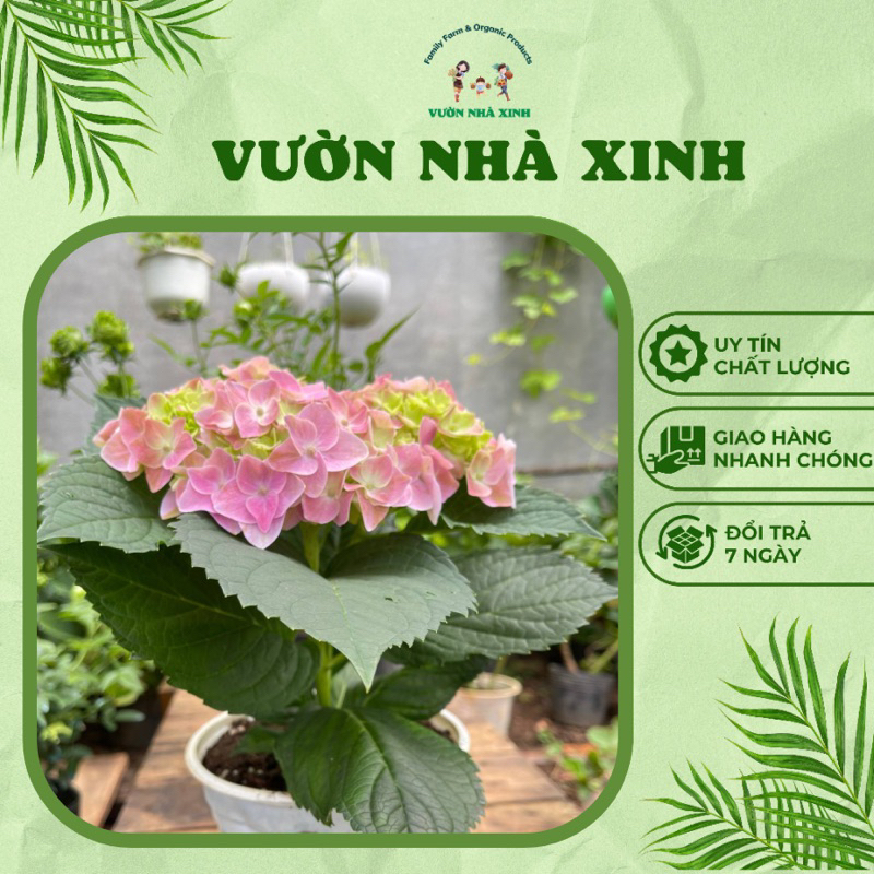 Chậu Hoa Hoặc Nụ Cẩm Tú Cầu Hà Lan Chịu Nhiệt