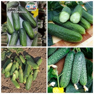 [Hạt giống Nga] Hat giống dưa chuột chùm bao tử Gai F1 siêu trái