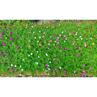 Combo tiết kiệm - 100 cành hoa mười giờ Mỹ kép Mix màu