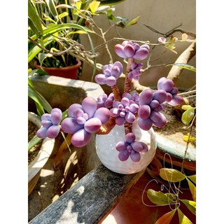 Sỏi tím đẹp (sen đá đất sét)