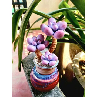 Sỏi tím đẹp (sen đá đất sét)