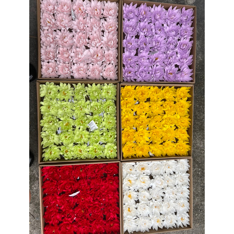 Hoa cúc sáp aster hàng chuẩn Hàn hộp mika sịn