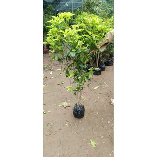 Cây giống hoa mộc hương thơm ngát