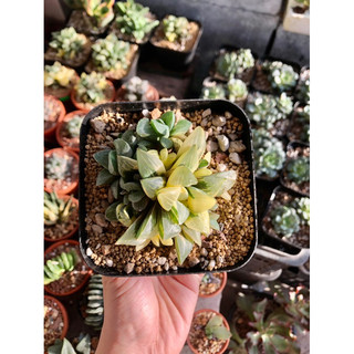 Sen đá Haworthia Guốc Var