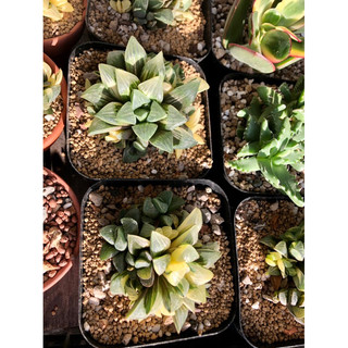 Sen đá Haworthia Guốc Var