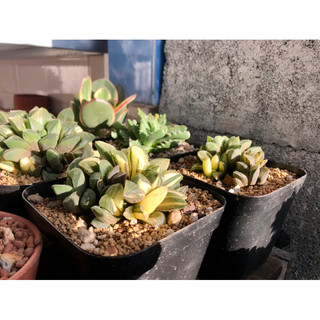 Sen đá Haworthia Guốc Var
