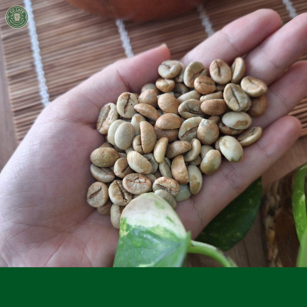 Cà Phê Nhân Xanh Robusta Honey S14 S16 S18 Cafe Sạch, Chất Lượng Cao, Hữu Cơ Green Bean Coffee - GUCAFE