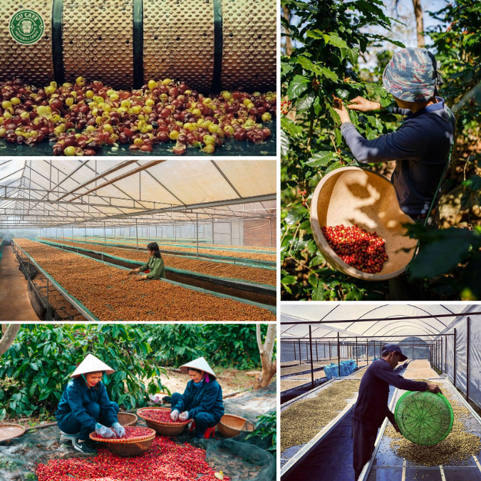 Cà Phê Nhân Xanh Robusta Honey S14 S16 S18 Cafe Sạch, Chất Lượng Cao, Hữu Cơ Green Bean Coffee - GUCAFE