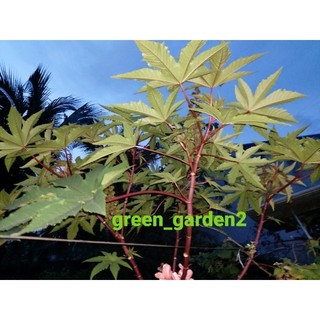 Gói 20 hạt giống Thầu Dầu