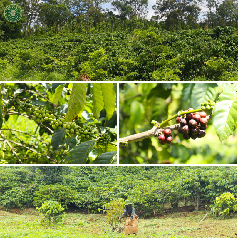 Cà Phê Nhân Xanh Robusta Honey S14 S16 S18 Cafe Sạch, Chất Lượng Cao, Hữu Cơ Green Bean Coffee - GUCAFE