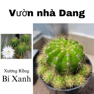 Xương rồng Bí xanh, bí ngô, bá tử dễ trồng thích hợp mọi khí hậu