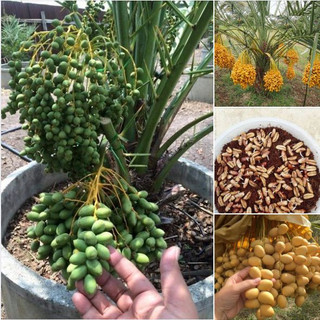 Hạt giống cây chà là Israel dể trồng- gói 5 hạt