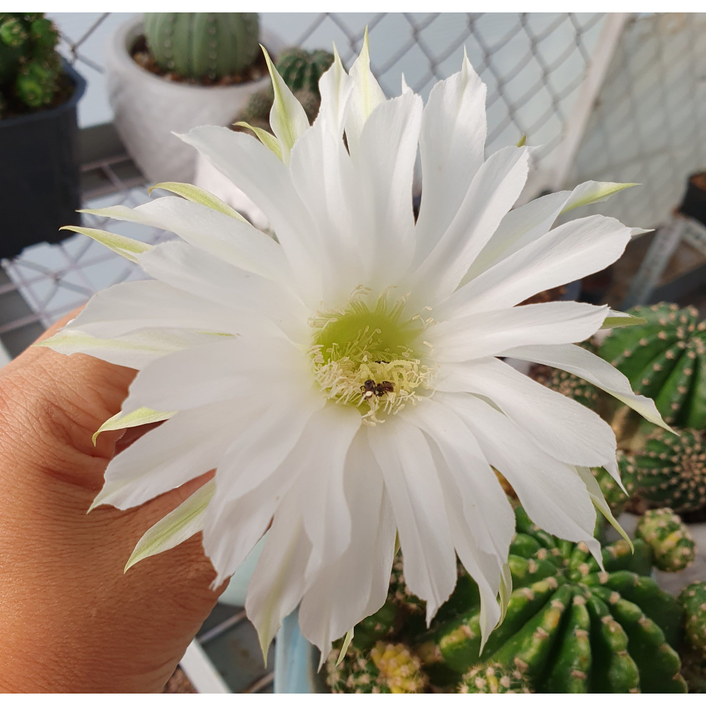 Xương rồng Echino siêng hoa màu trắng như hình EC3