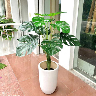 TỔNG HỢP CÂY LÁ RÙA DƯỚI 1M TRANG TRÍ NHÀ ĐẸP HIỆN ĐẠI (CÂY KÈM CHẬU NHỰA ĐEN)
