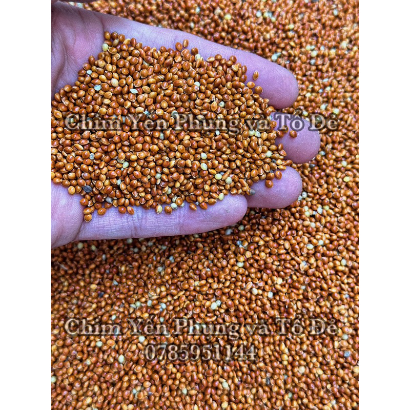 2kg kê đỏ hạt to  thức ăn: Gà Kiểng, Vẹt, Yến Phụng, Cu Gáy..
