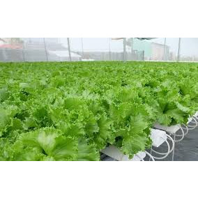 Hạt Giống Xà Lách Minetto 1000 hạt