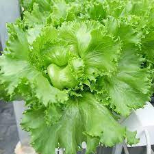 Hạt giống xà lách minetto 1000 hạt