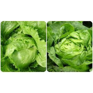 Hạt Giống Xà Lách Minetto 1000 hạt
