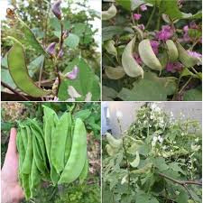 Hạt giống đậu ván xanh 10 hạt