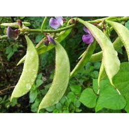 hạt giống đậu ván xanh 10 hạt