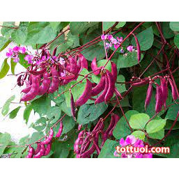 hạt giống đậu ván xanh 10 hạt