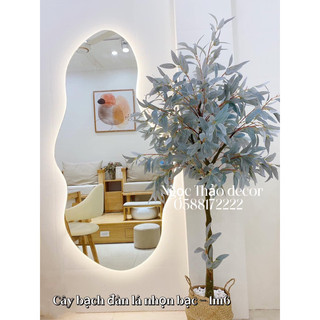 Cây giả, cây bạch đang lá nhọn bạc 1m6, Ngọc Thảo decor