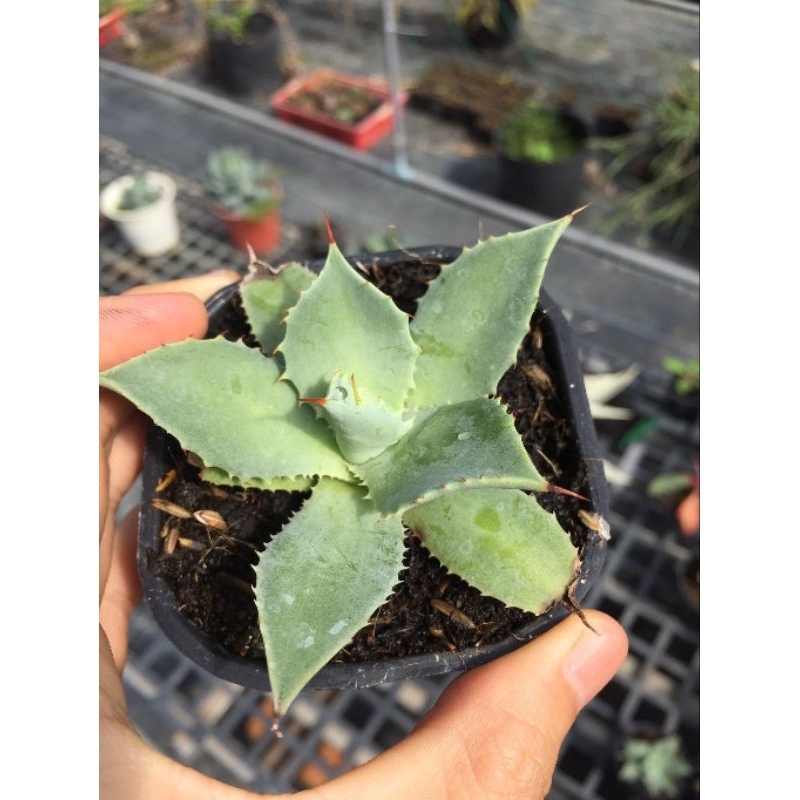 Cây agave potatorum mini