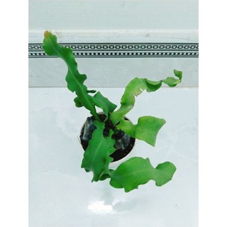 Cây Quỳnh lá xoắn