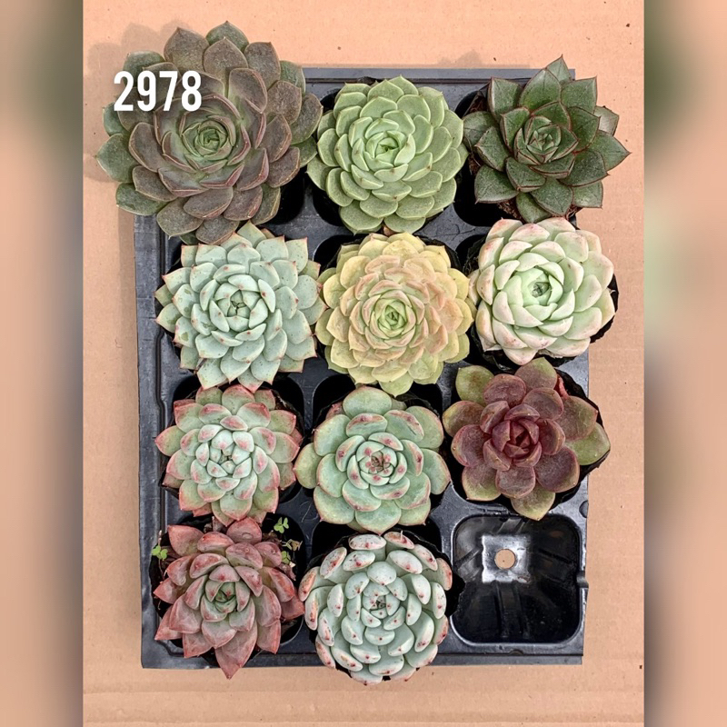 combo sen đá size bầu từ 6-9cm như hình