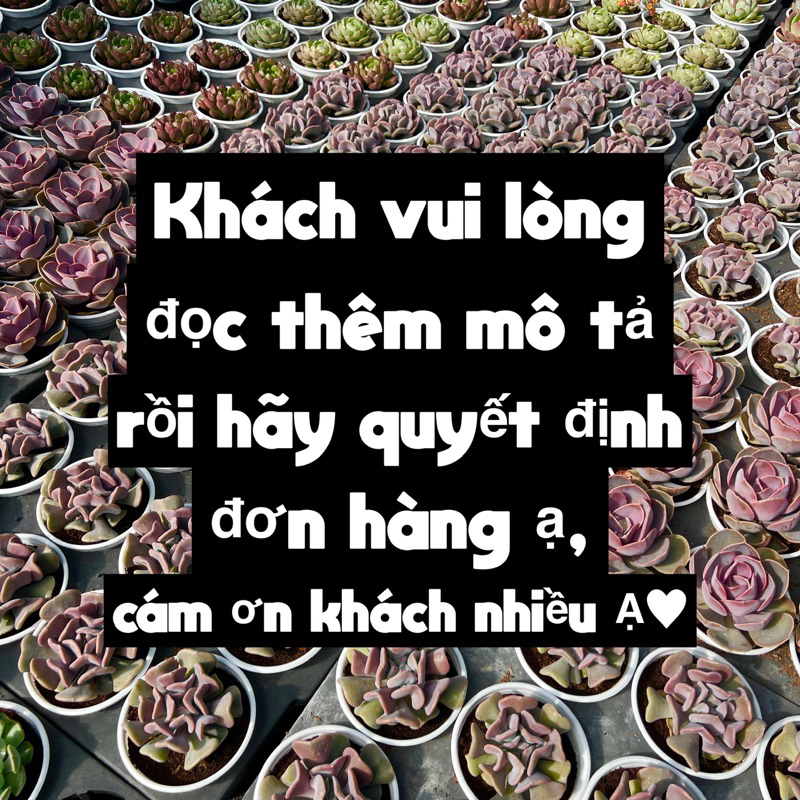 Sen đá Phật Bà size bầu 4-4,5cm, cây cảnh trang trí nhà cửa THUANPHAT GARDEN