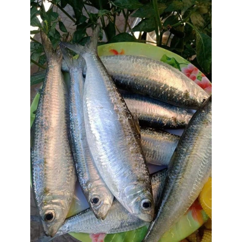 CÁ TRÍCH NGUYÊN CON - 1 KG /2 KHAY