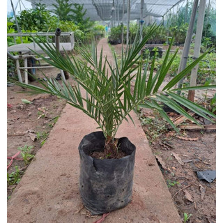 Cây giống cây Chà Là Thái