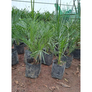 cây giống cây Chà Là Thái (siêu sơm)(CÂY GIỐNG NAM TÂY NGUYÊN)