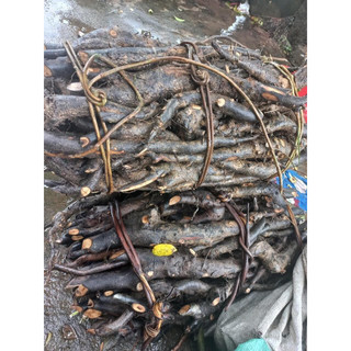 Sâm Béo Đen(Sâm Bảo Ngọc,Sâm Một Rễ,Sâm Đất) 1kg Hút Chân Không